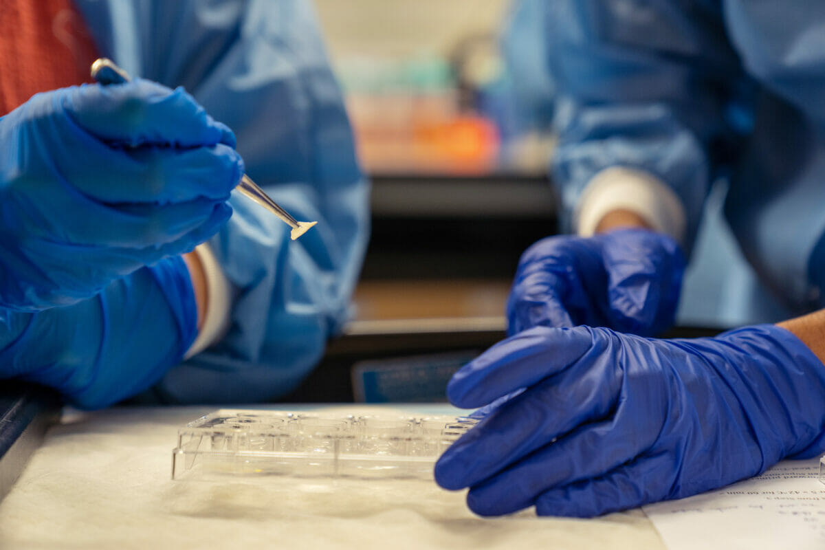 showing hands in the gloves working on the research