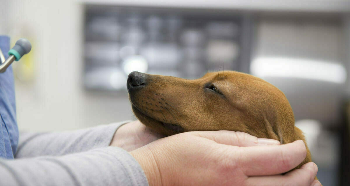 Photo of Vet with dog between their hands