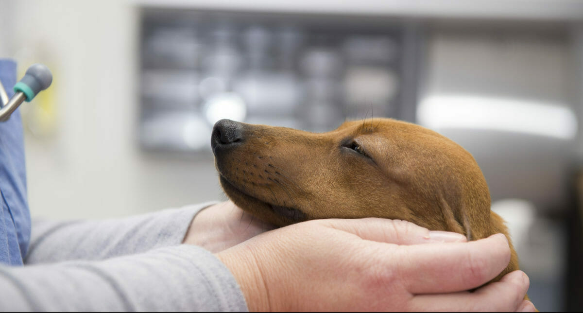 Photo of Vet with dog between their hands