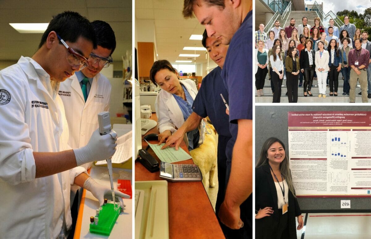 3 Photo collage of veterinary students working with pipette and tubes, students and faculty reading information on paper, group photo on HEC stairway, and student standing in front of research poster