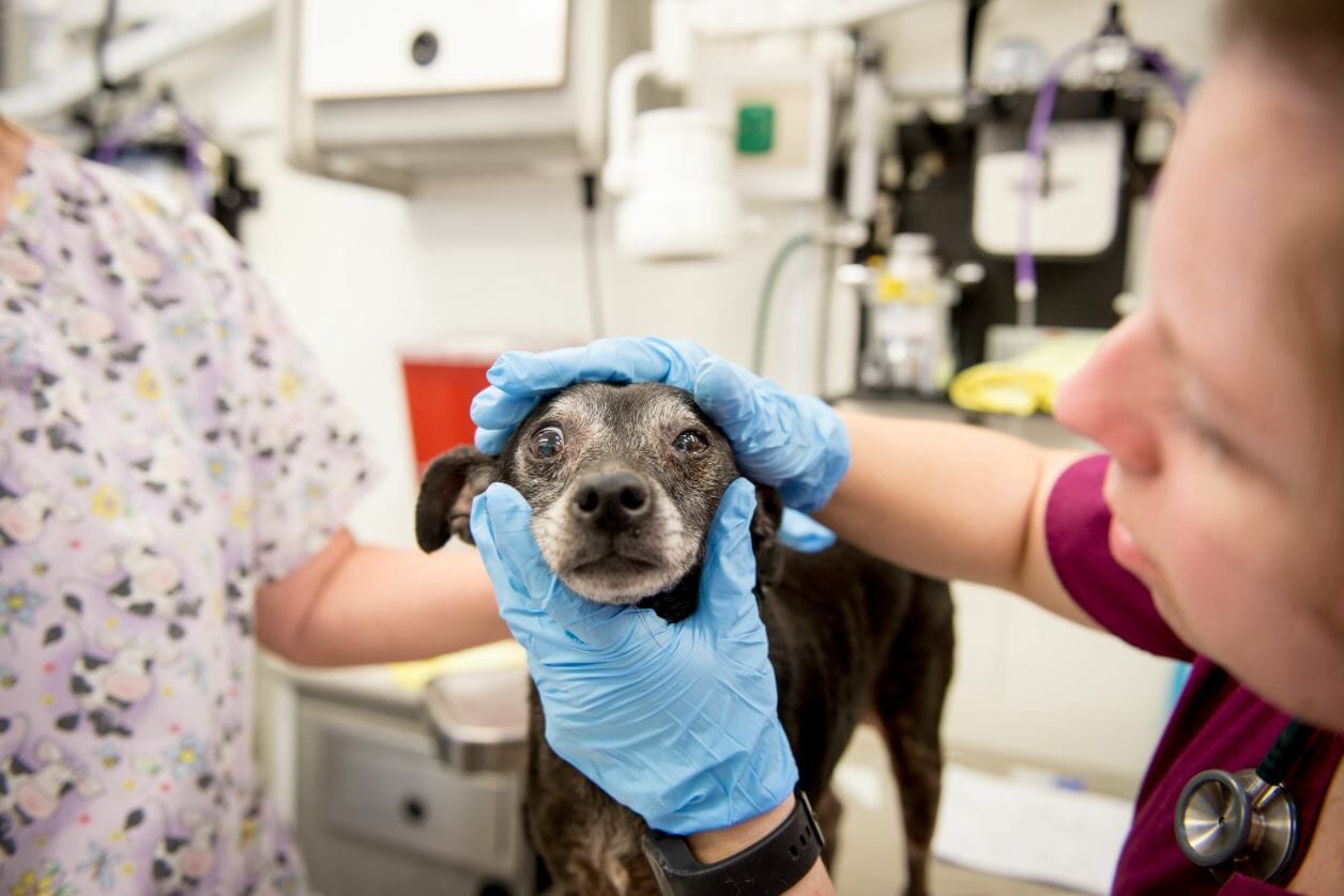 VetMed students examine a dog