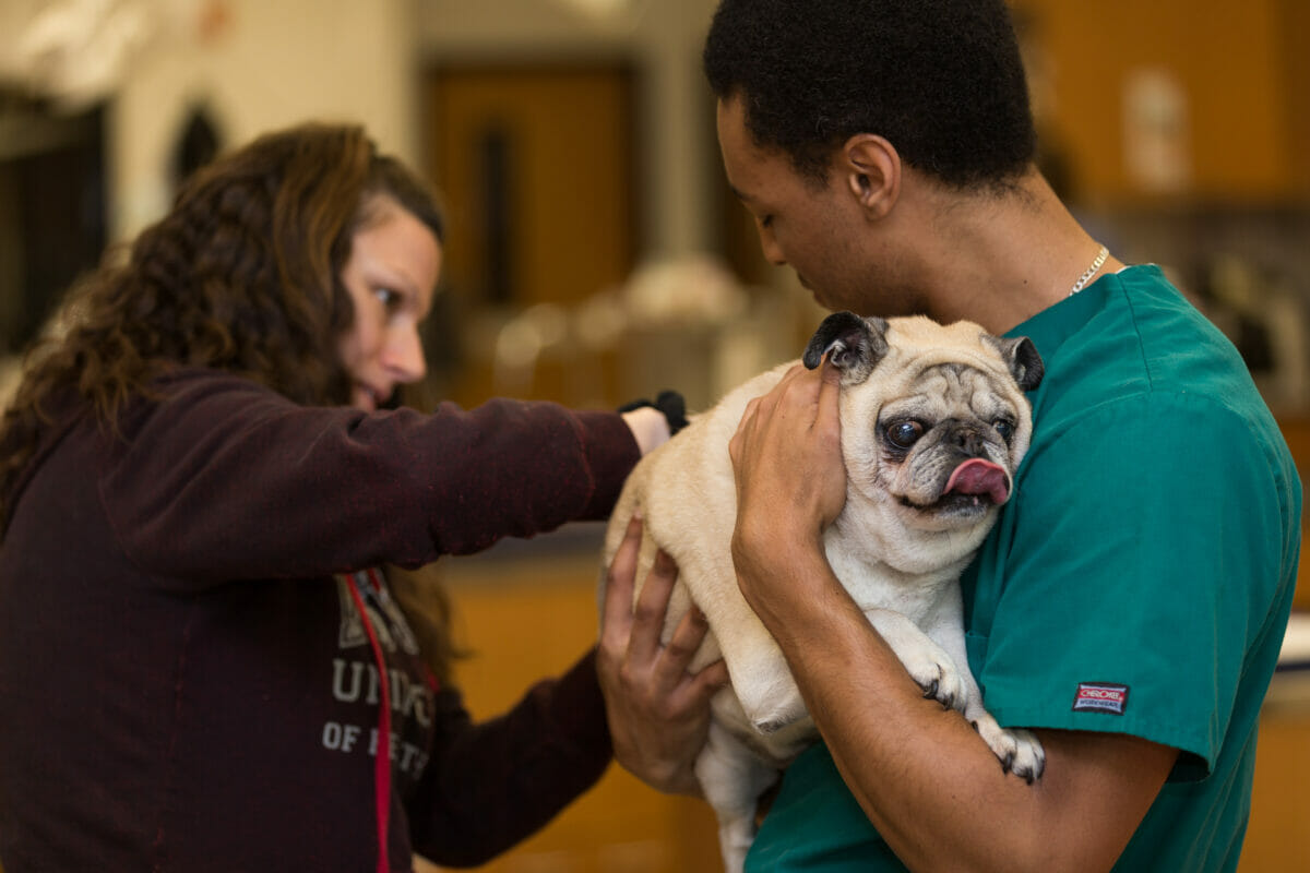 VetMed student holding a dog while another person examines the dog