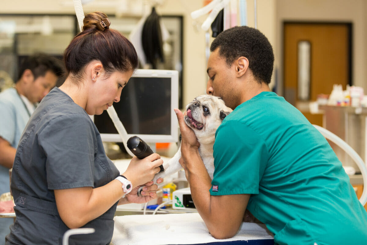 Students are making scan on the dog