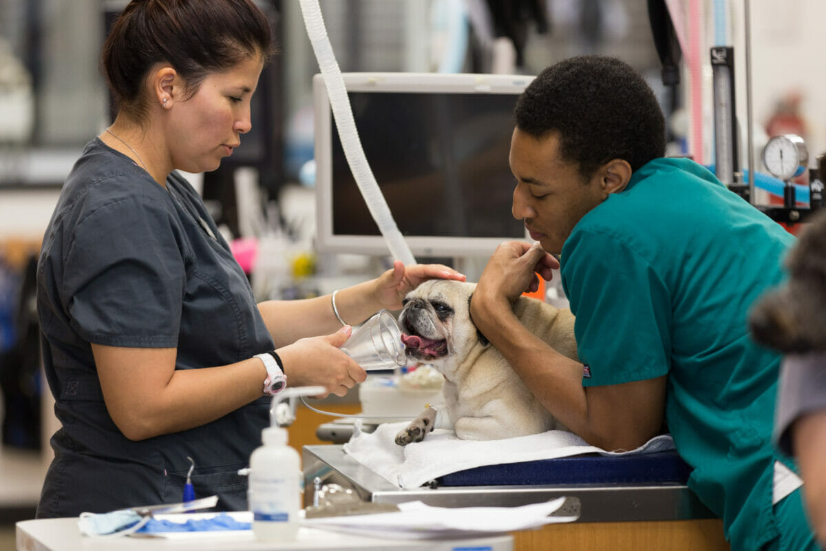 VetMed students examine a dog in clinic