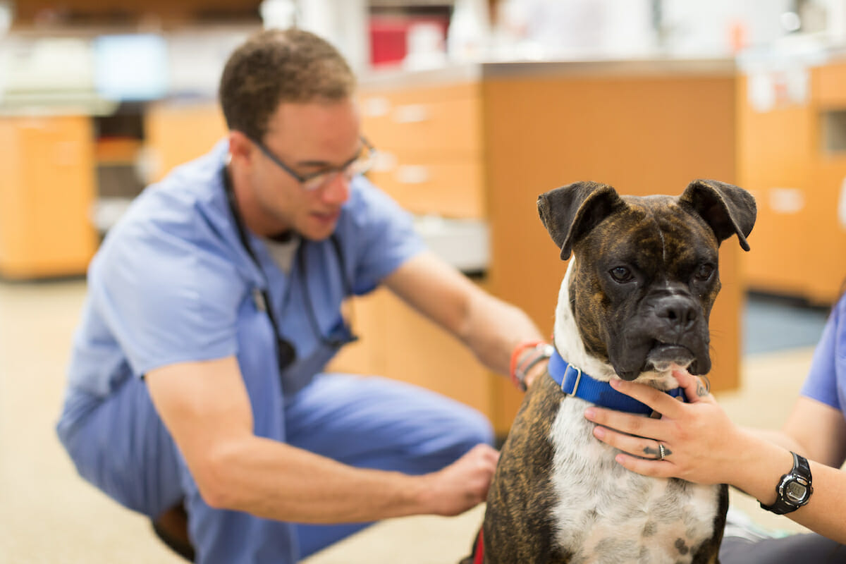 Application Requirements College Of Veterinary Medicine