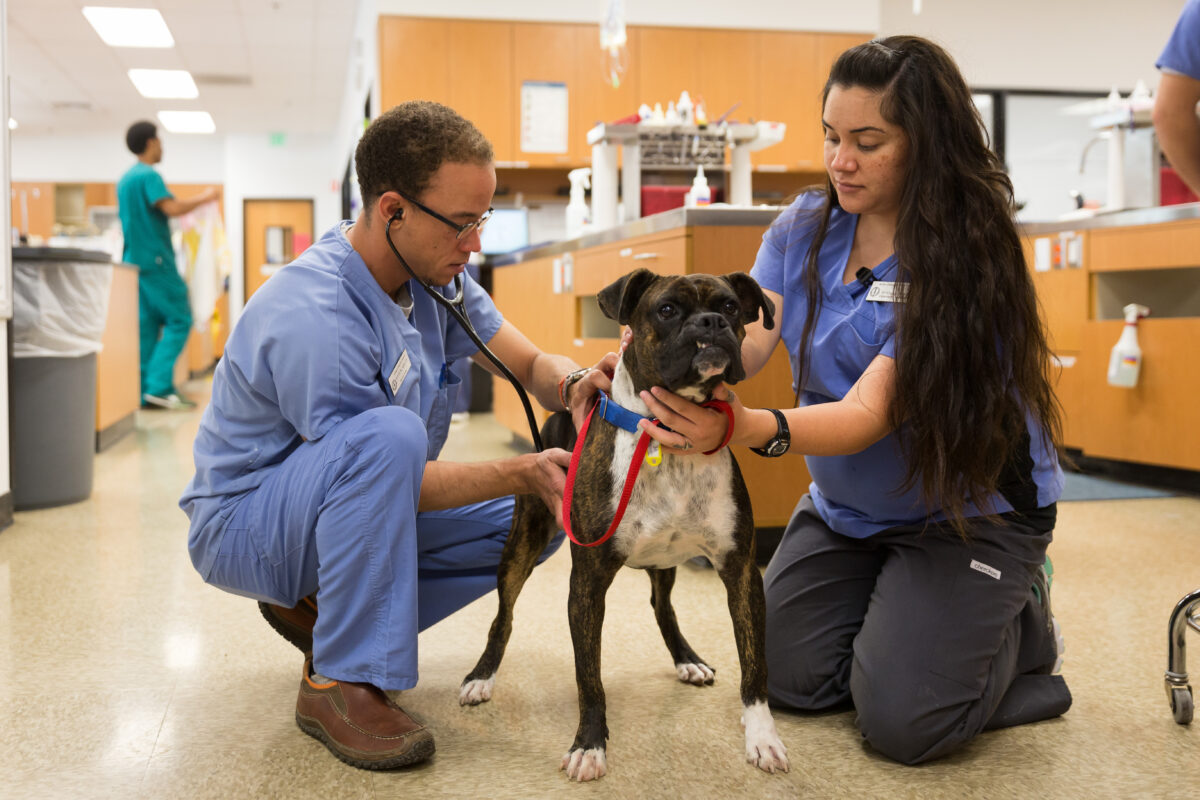 Two people petting a dog in a hospital.