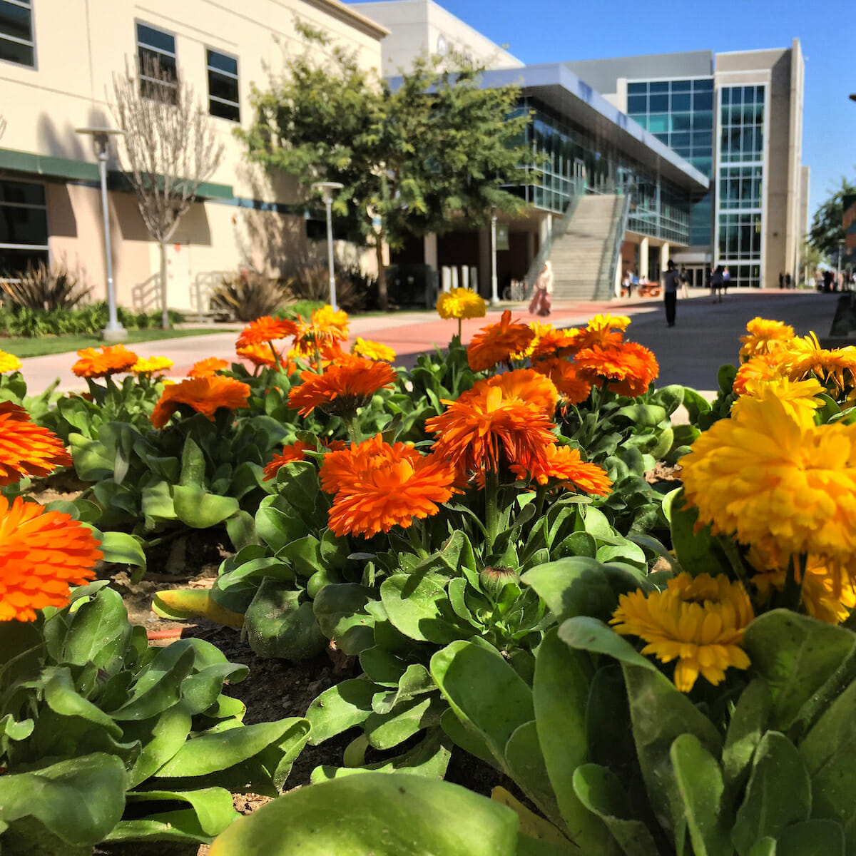 image of flowers on esplanade