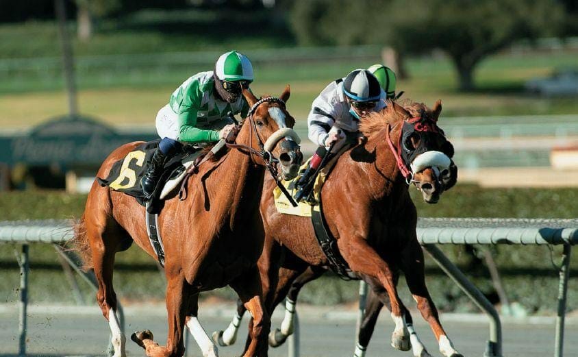 Race horses
