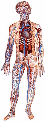 Anatomical drawing of the human body Anatomical drawing of the human body