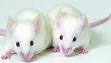 lab mice