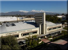 western university veterinary clinic
